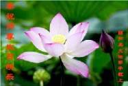 Image for article Les pratiquants de Falun Dafa en Chine Continentale souhaitent respectueusement à Maître un joyeux anniversaire et célèbrent le 13ième anniversaire de l’introduction du Falun Dafa au public (3ième partie)