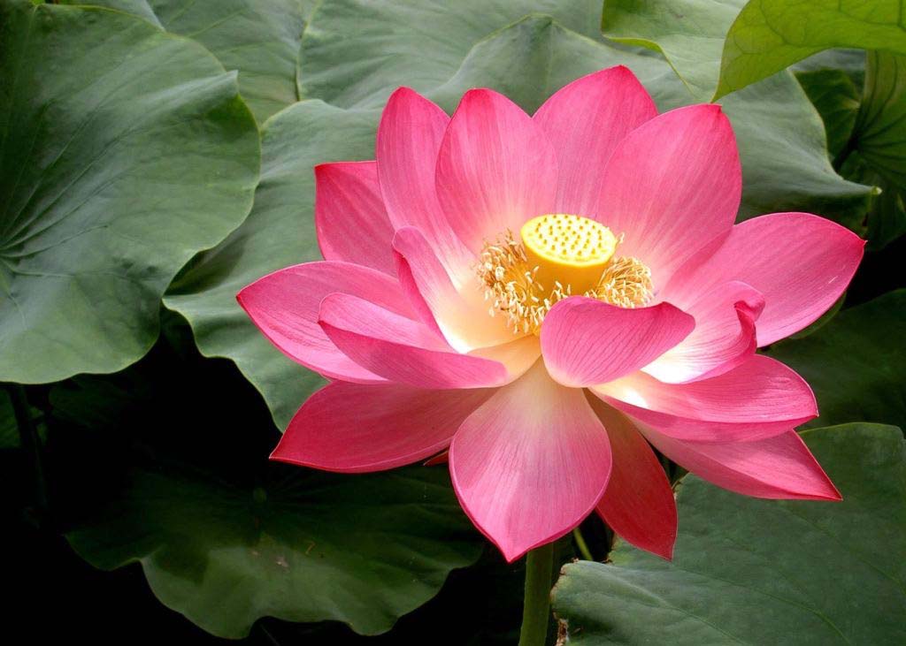 Image for article Devenir une pure fleur de lotus dans la Loi -- Cultiver et m’élever en vendant des billets pour Shen Yun