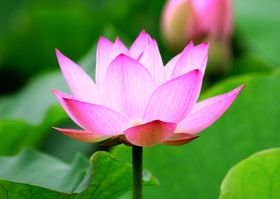 Image for article Clarifier la vérité avec des fleurs de lotus