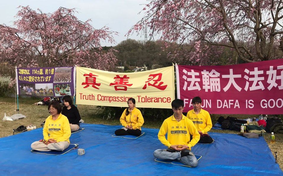 Image for article Japon : Présenter le Falun Gong pendant le Festival des cerisiers en fleurs