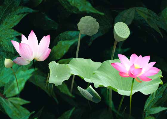 Image for article Un lotus pur dans un monde chaotique – En souvenir de la pratiquante Zhong Shujuan