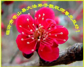 Image for article Les pratiquants de Falun Dafa en Chine souhaitent une Bonne et Heureuse Année au Grand Maître Bienveillant (Photos) (I) (suite)