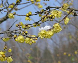 Image for article Les pratiquants de Falun Dafa en Chine souhaitent respectueusement un bon anniversaire au Maître (5)