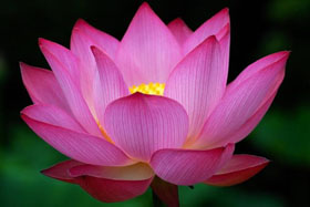 Image for article De bonnes choses se produisent pour ceux qui croient dans le Falun Gong