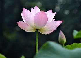 Image for article « C'est le meilleur au monde » - Des histoires témoignant de reconnaissance envers le Falun Dafa