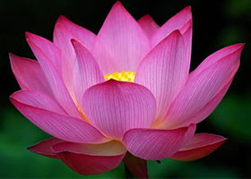 Image for article L'histoire d'une fleur de lotus en origami dix-sept ans plus tard