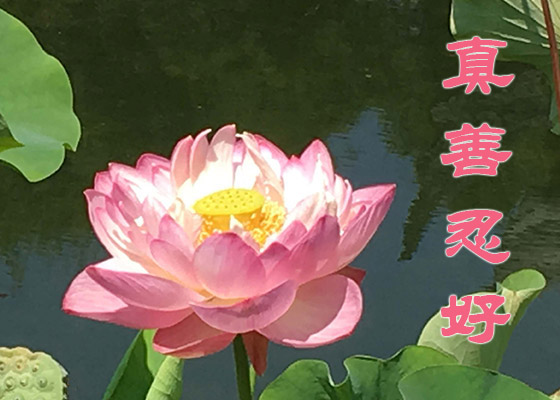 Image for article Utiliser les principes du Falun Dafa comme guide dans ma vie de tous les jours