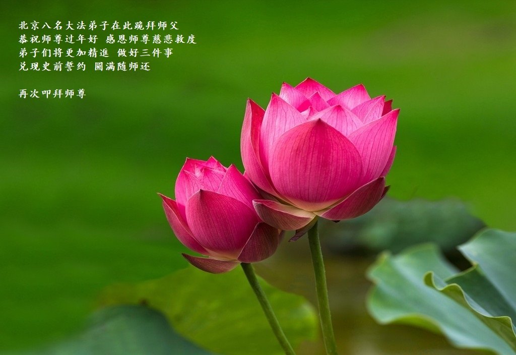 Image for article Les pratiquants de Falun Dafa de Pékin souhaitent respectueusement au vénérable Maître Li Hongzhi un bon Nouvel An chinois ! (21 vœux)